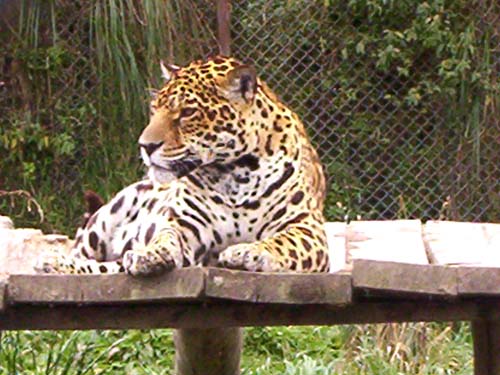 Leopard im Zoo der Granja Porcón