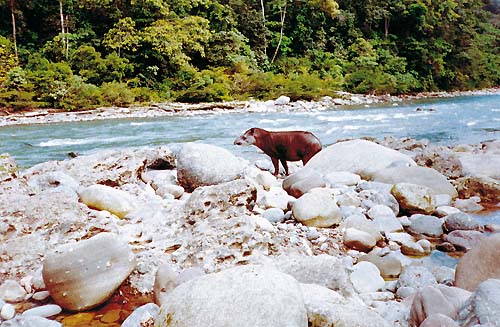 Tapir am Fluss Iscozacín im Nationalpark Yanachaga-Chemillen