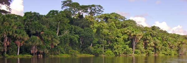 Bäume am See Cocococha