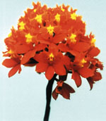 Orquidea, Epidendrum radicans