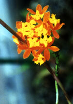 Orquidea, Epidendrum
