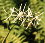 Orquidea, Epidendrum ciliare