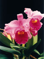 Orquidea, Cattleya trianae
