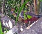 Shansho, Hoatzin, Hoazin