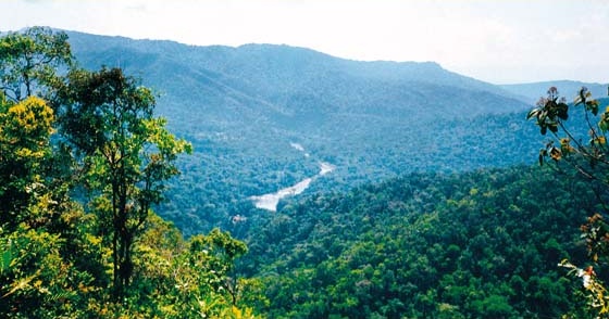 Estaci�n Biol�gica Paujil del Parque Nacional Yanachaga-Chemill�n