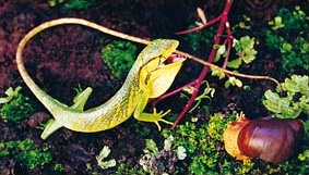 Lagartija �Chamale�n� del g�nero Polychrus con caracol �Congonpe� en el Parque Nacional Yanachaga-Chemill�n
