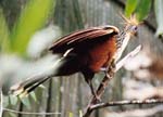 Shansho, Hoatzin, Hoazin