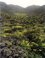 Das grüne Tal – Quebrada verde