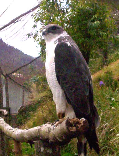 Eine Adler beobachtet die Besucher im Zoo der Granja Porcón