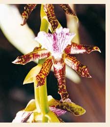 Blühende Orchidee Zigopetalum im Nationalpark Yanachaga-Chemillen