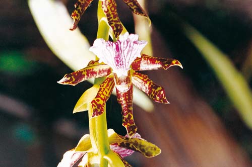 Orchidee Zigopetalum