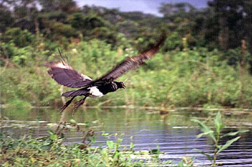 Vogel «Camungo» beim Abflug