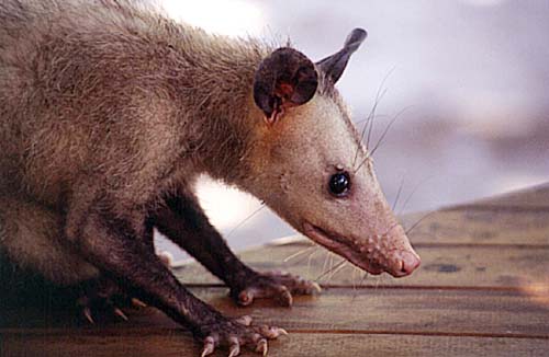 «Muca» (Dedelphis marsupialis)