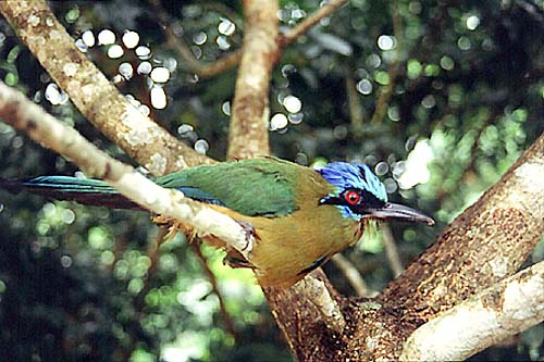 Farbenprächtiger Vogel «Pajaro relojero»