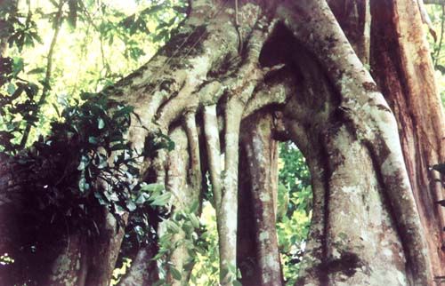 Pampa Hermosa, los enormes raíces del árbol